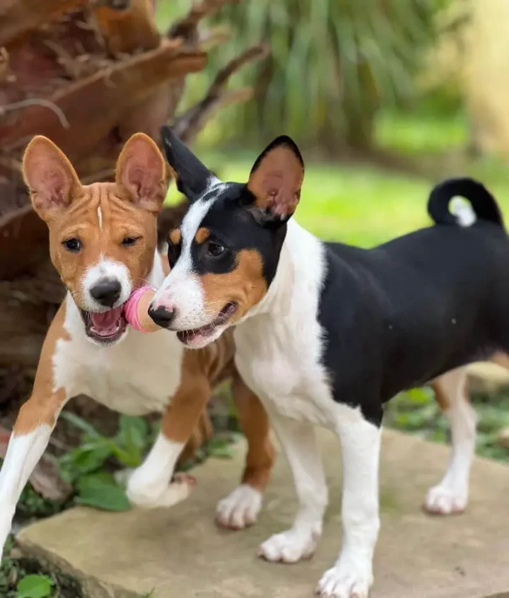 10 Fun Facts About Basenjis