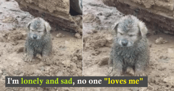 A Mud-Covered Puppy Is Found On A Construction Site; Driver Is Surprised To Find Out It Was A Golden Retriever Puppy