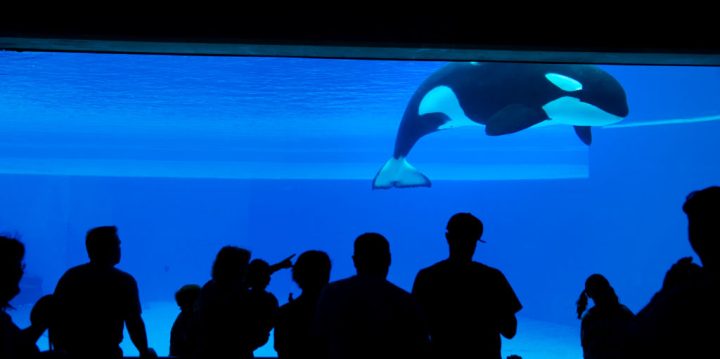 Kiska, ‘world’s loneliest orca’ who lived in captivity, has died — rest in peace