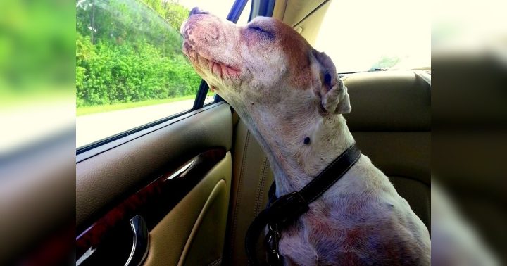 Girl Takes Her Dying Dog On One Last Car Ride, Dog’s Face Makes Family Tear Up