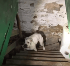 Man opens basement door of new home and sees dog that was left behind