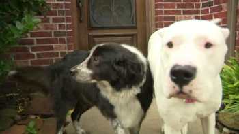 Dog saves her neighbor and best friend from coyote attack