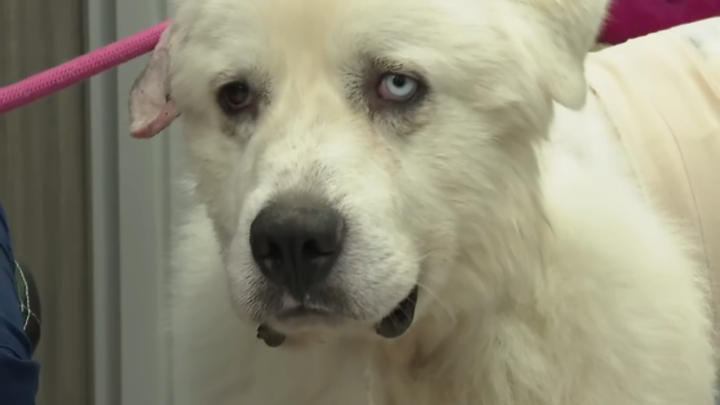 Heroic Herding Dog Fights Off 11 Coyotes To Save His Flock Of Sheep