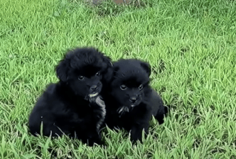 Stray, Orphaned Puppies Vow To Protect Each Other Until Help Arrives