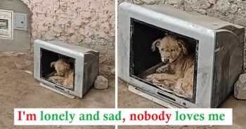 Hopeless Stray Puppy Took Refuge In An Old Television To Protect Himself From The cold. Use The Hole As A House