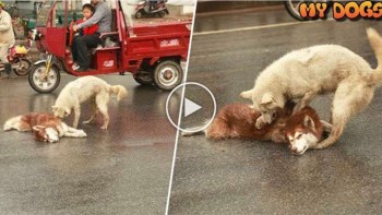 A faithful and true friend! A husky refuses to leave his friend’s side who was hit by a car..
