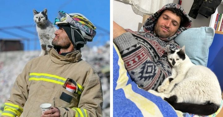 Firefighter rescues cat from earthquake rubble in Turkey, now he won’t leave his side