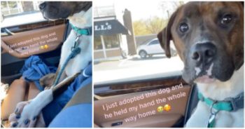 Shelter won’t stop holding new owner’s hand on first ride home: ‘I couldn’t let him go’