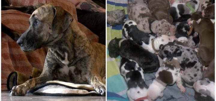 Great Dane gives birth to near-record 21 puppies in 27 hours
