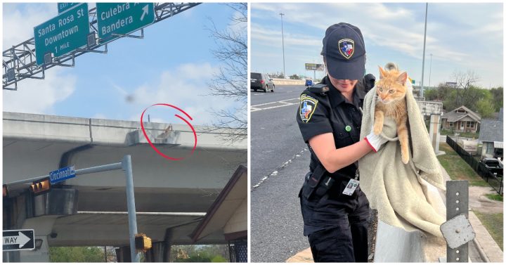 ‘Against all odds’: Cat rescued from ledge of highway overpass