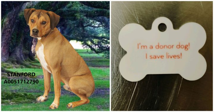 Dog who saved other dog’s life by donating blood was nearly euthanized by shelter