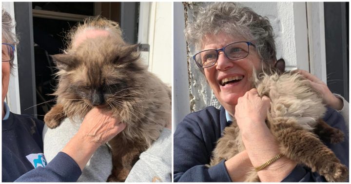 Miracle: Cat rescued from rubble 7 days after surviving house explosion