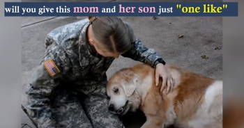 Elderly Dog Hardly Can Walk, Cries When She Sees Her Soldier Mom Coming Back Home