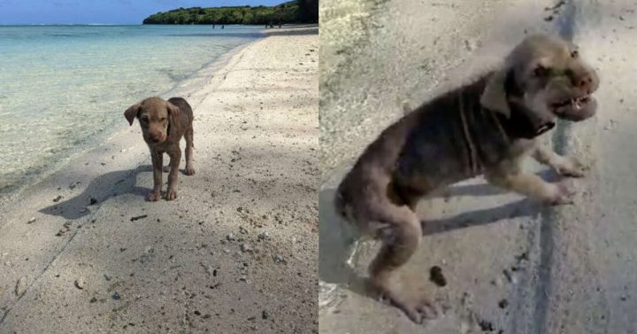 Terrified Puppy Found Wandering On Beach Shows An Amazing Transformation