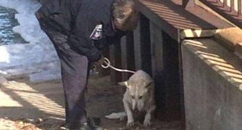 OFFICER SAVES FREEZING DOG STRUGGLING TO SURVIVE, BUT THAT’S NOT EVEN THE BEST PART OF THE RESCUE