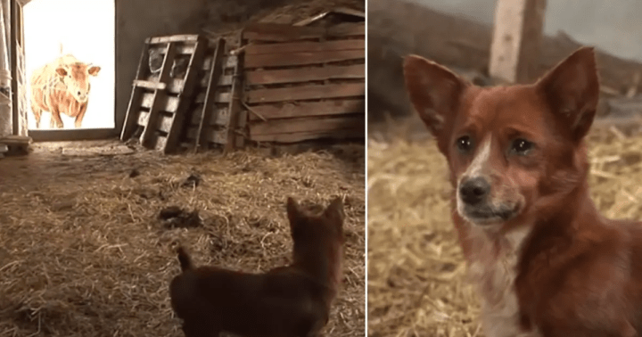 Sad pup separated from cow who raised him – camera captures tear jerking moment they reunite again