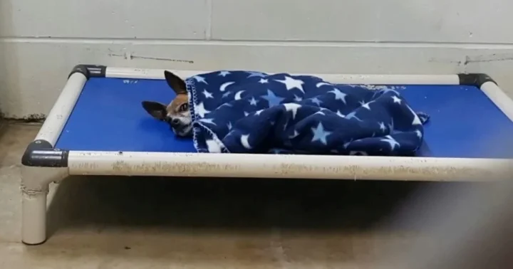 Senior chihuahua abandoned at shelter tucks himself in at night the way his owner used to