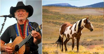 70 horses were saved from slaughterhouse by Country music legend Willey