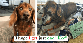 Rescue Dog Does Everything On His Bucket List, And He’s More Alive Than Ever