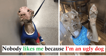 Severely Burned Pit Bull Defied The Odds And Is Now Loving Life