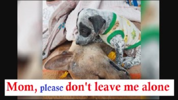SAD PUPPY COLLAPSES NEXT TOT THE LIFELESS MOTHER’S BODY AND BECOMES AN ORPHAN DOG