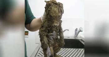 Workers Find Muddy “Puppy” Stuck In Hole And Can’t Believe Their Eyes When He Is Clean!