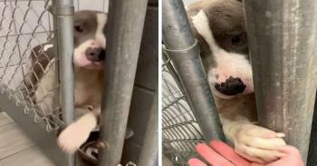 LONELY SHELTER DOG REACHES PAW THROUGH BARS TO HOLD HANDS WITH EVERYONE SHE MEETS(VIDEO)
