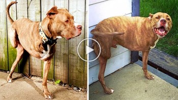 Dog gets shot and loses both its right limbs due to fact that he is a Pitbull