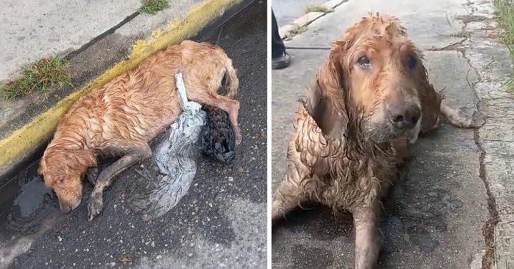 SHE CRAWLED DOWN THE STREET AND GOT DRENCHED IN THE RAIN. WAITED FOR HELP FOR DAYS IN FRONT OF PEOPLE’S EYES