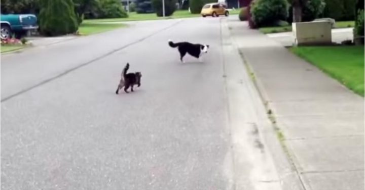 Cat Superhero Defends Her Canine ‘Friend’ Against The Neighborhood Bully