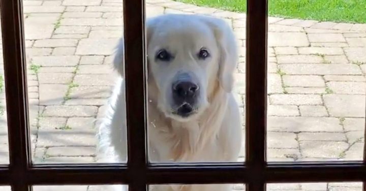 Senior Golden Retriever Visits Neighbors Daily To Give Them A Special Gift