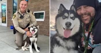 Husky rescued from 113-degree car now living her best life with new family