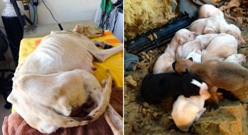 Dog With Broken Leg Leads Vets Two Miles To Her Puppies