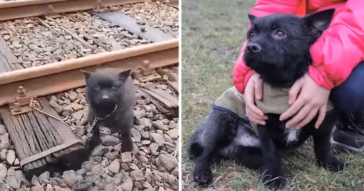 HE WAS CHAINED TO THE RAIL RACKS AND LEFT THERE TO END IN A PAINFUL, HE WAS SAVED IN THE LAST MINUTE. (VIDEO)