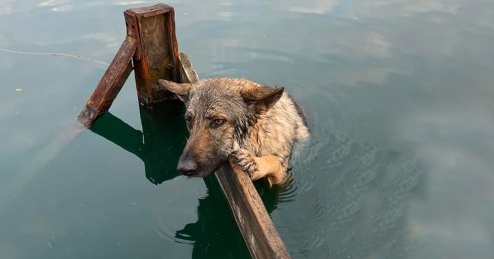The Dog Clings To The Shores Of Lake Lytham After Being Caught In The Water At Night
