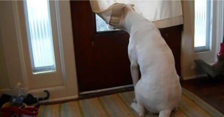 DEAF DOG IS SO EXCITED TO SEE HER MILITARY DAD COME BACK HOME
