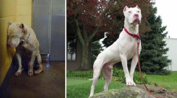 DOG HAD LOST HOPE UNTIL A RESCUER SPREAD OUT HIS PICTURE AND TRANSFORMED HIS LIFE