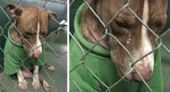 Saddest Dog Wears A Festive Sweater In The Hopes Of Finding A Home For Christmas