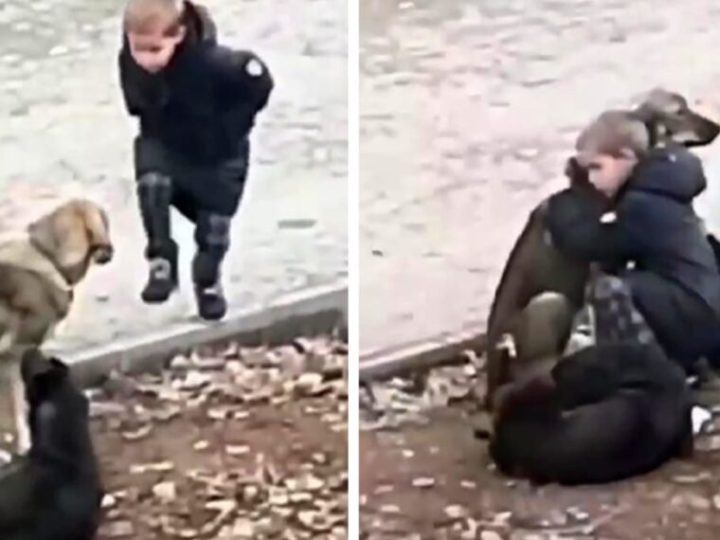 Boy Stops To Hug Abandoned Dogs When He Thinks No One Is Looking