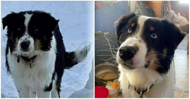 Lost dog returns home after surviving 150-mile trek across Alaska sea ice
