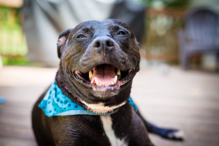 ‘She’s my best friend’: Phoenix woman searches for service dog stolen in November