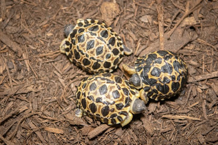 90-year-old, critically endangered tortoise becomes a father for the first time