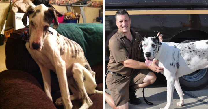 UPS driver spots chained emaciated Great Dane on route and stops to save him