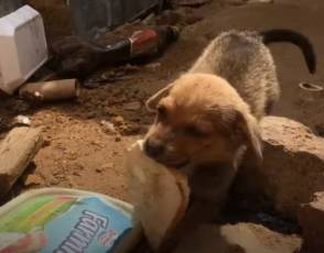 Despite Being Sick And Starving, Street Dog Shares His Only Slice Of Bread
