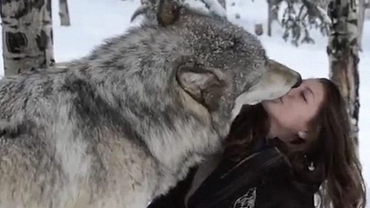 Giant wolf sits down next to this woman, now watch the moment when their eyes meet
