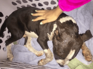 Bait Puppy Collapses In Front Of Stranger’s House And Homeowner Rushes To Save His Life