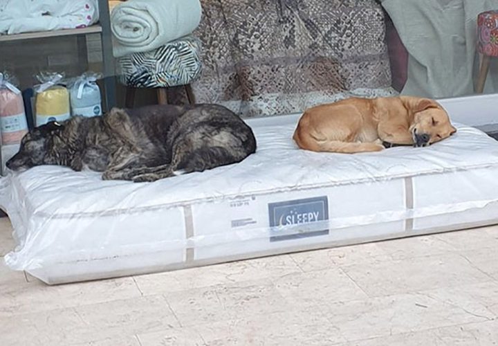 The Owner Of A Furniture Store Makes Sure Homeless Dogs Have A Cozy Place To Sleep