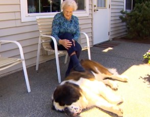 Saint Bernard Runs Next Door To Visit 95-Year-Old Neighbor Every Chance He Gets