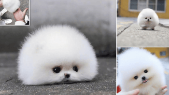 Tiny Pomeranian Puppy Called Snowball Becomes an Online Hit!
