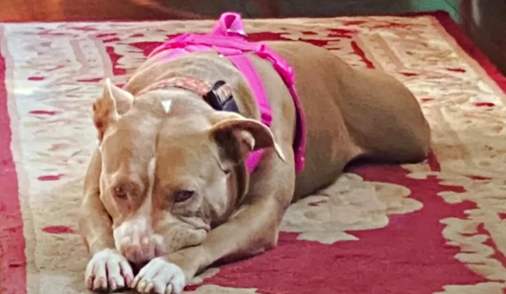 Mom Didn’t Want A “Useless” Pit Bull But Something Got In The Way